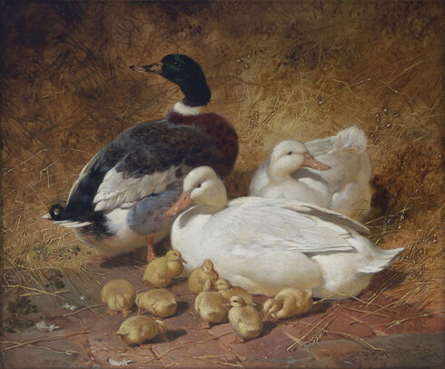 Drake, Ducks and Ducklings